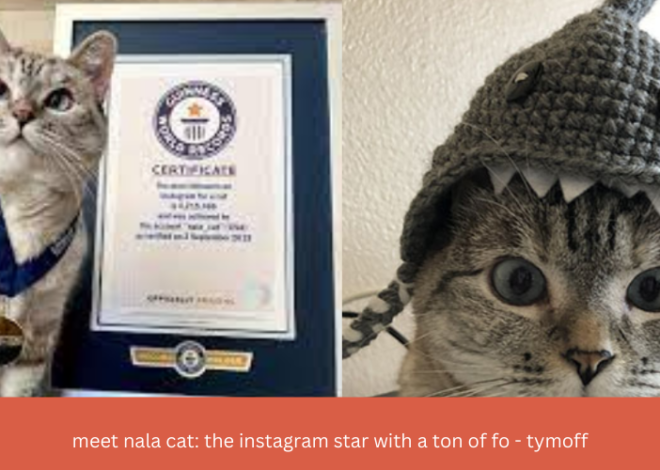 Meet Nala Cat: the instagram star with a ton of fo – tymoff