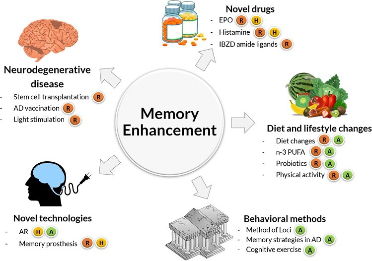 Comprehensive Memory Support Options for Aging Adults