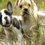 Frenchton Royalty: How to Spoil Your Pup With Style?