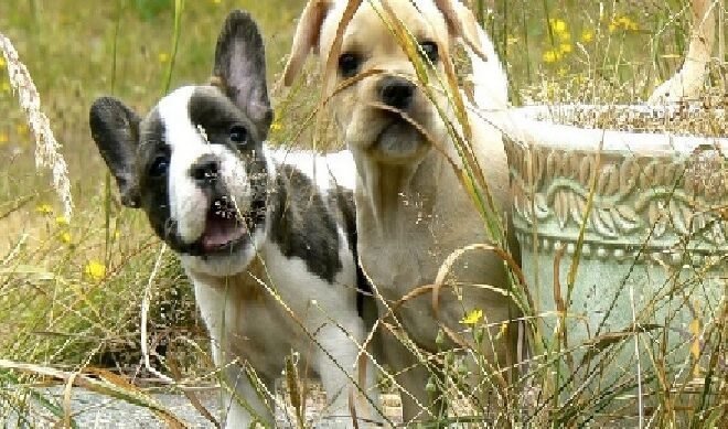 Frenchton Royalty: How to Spoil Your Pup With Style?