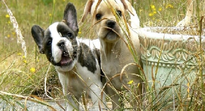 Frenchton Royalty: How to Spoil Your Pup With Style?