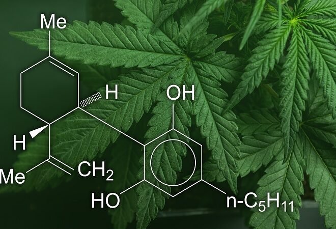 Everything You Need from a Trusted Dispensary