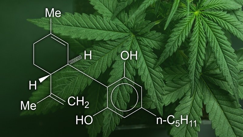Everything You Need from a Trusted Dispensary